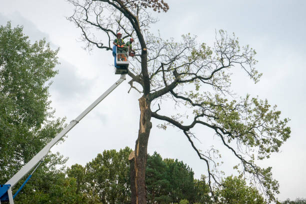 How Our Tree Care Process Works  in  Port St John, FL